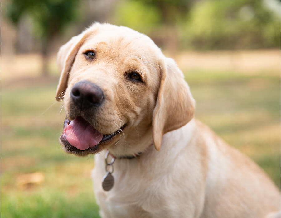 an adult guide dog looking forward attentively