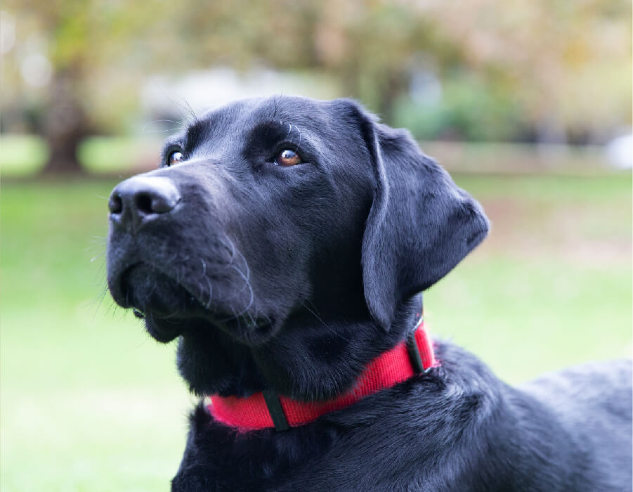 A guide dog puppy looking forward with its head titled