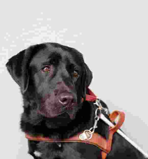 A black labrador Guide Dog seated against a grey background. The Guide Dog is in harness and is looking to the right of the camera.