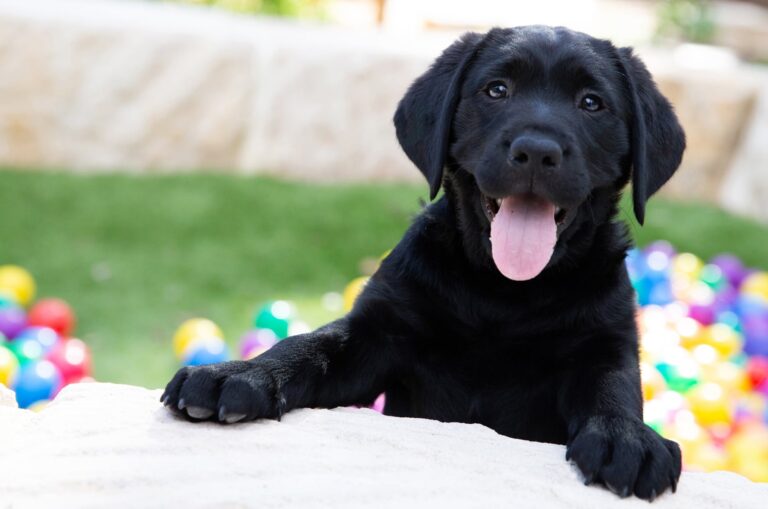 A ten week old black labrador puppy with its front paws perched onto a ledge outside. The puppy has its mouth open and its tongue hanging out and there are multi coloured balls in the background.
