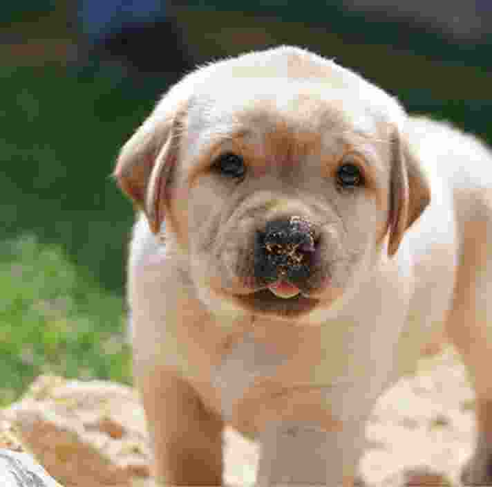 A seven week old yellow labrador puppy standing outside in sand. The puppy is looking at the camera and has some sand on the end of its noise.