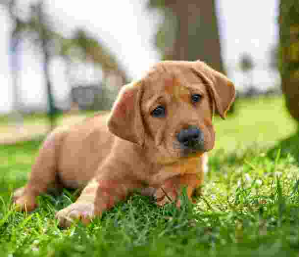A ten week old caramel labrador puppy. The puppy is sitting flat on some grass.