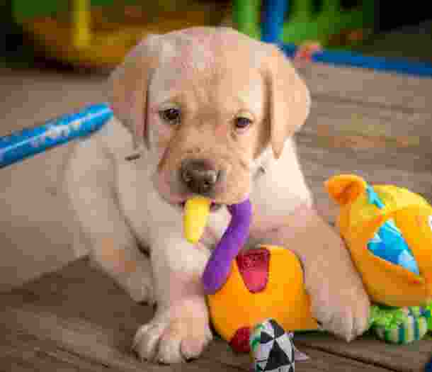 A seven week old yellow labrador puppy crewing on a bright coloured toy.