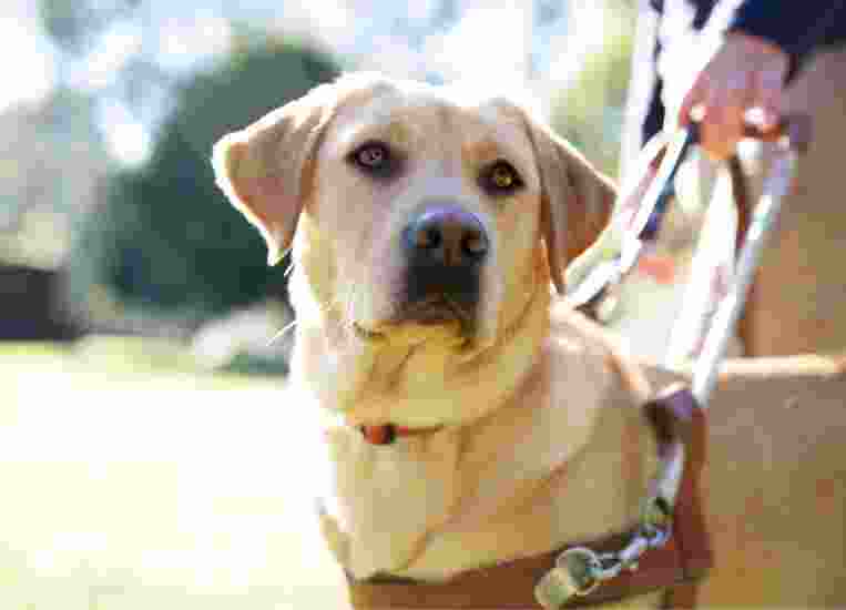 Close up of a Yellow labrador in harness.
