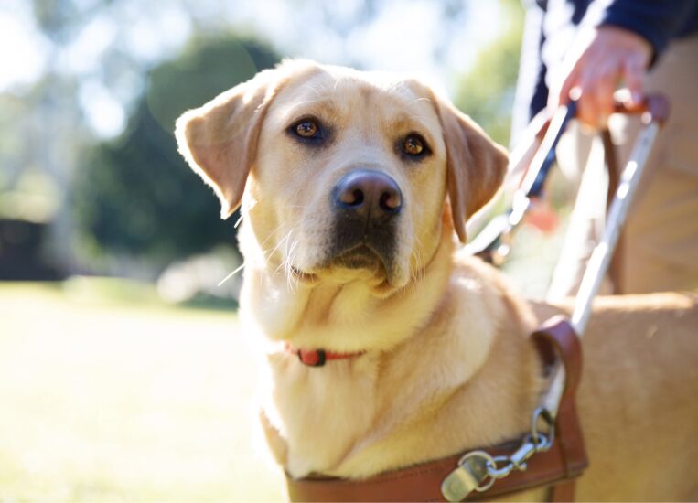 About Guide Dogs Guide Dogs Australia