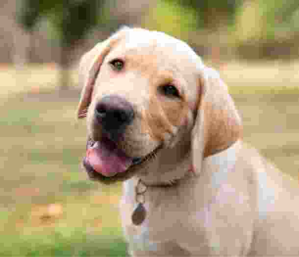 A yellow labrador dog sitting outside looking at the camera. The dog has its head tilted to the side slightly.