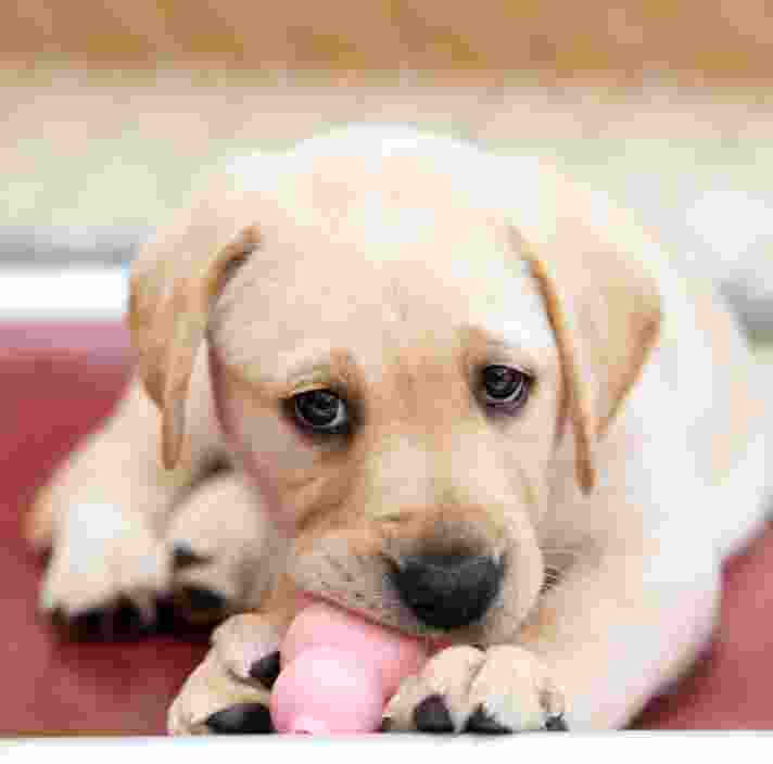 A yellow eight week old labrador puppy looking at the camera with a toy in its mouth.