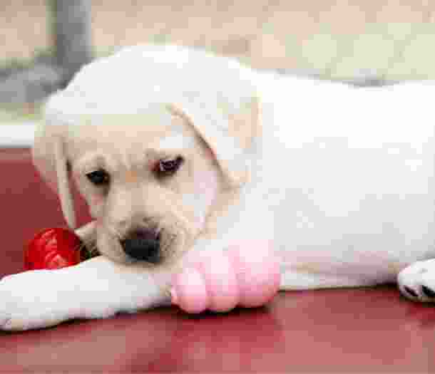 A yellow eight week old labrador puppy sitting with two dog toys next to it.