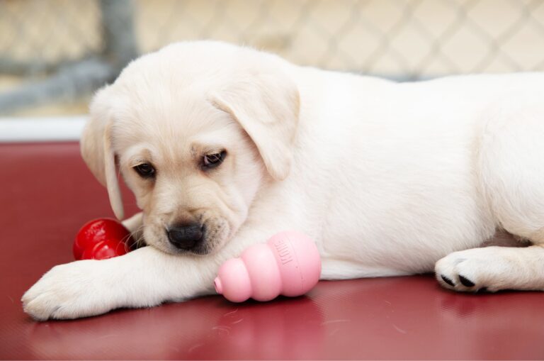 A yellow eight week old labrador puppy sitting with two dog toys next to it.