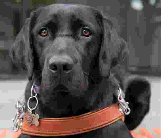 A black labrador Guide Dog in harness looking straight at the camera.