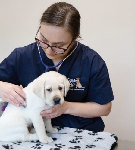 3 Myths About Fleas: Busted