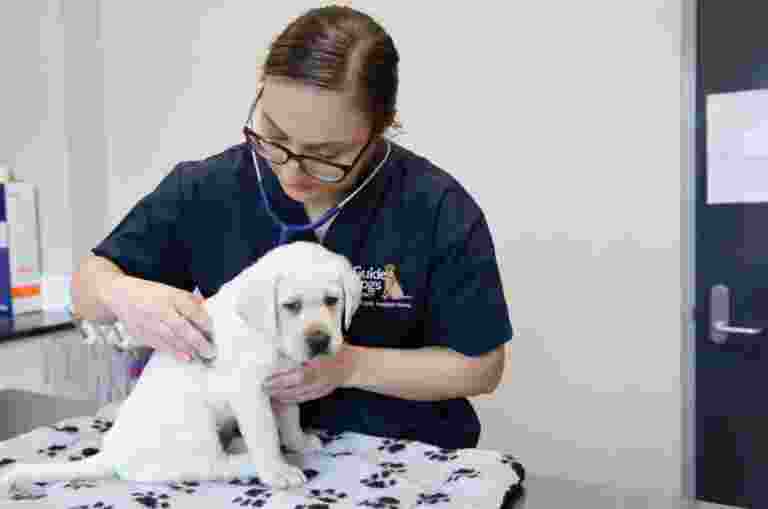 A veterinarian examining an eight week old yellow labrador puppy. The puppy is on an examination bench and looking at the camera