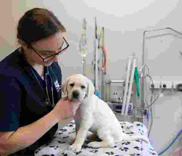 A veterinarian examining an eight week old yellow labrador puppy. The puppy is on an examination bench and looking at the camera