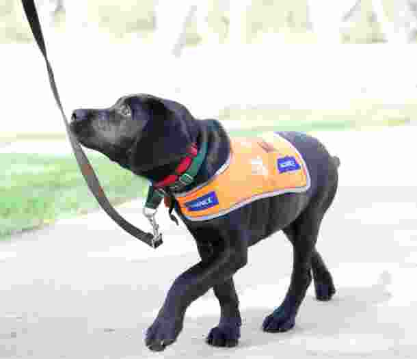 A 12 week old black labrador puppy walking on a lead wearing its Guide Dog in Training puppy coat.