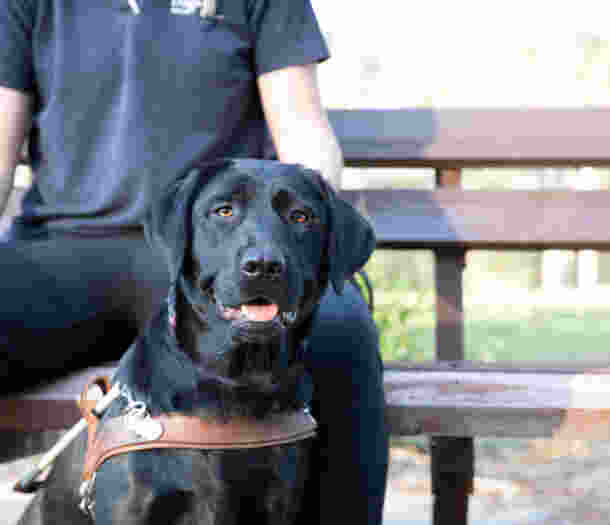 A black labrador in harness sitting in front of a bench.