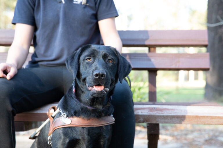 A black labrador in harness sitting in front of a bench.