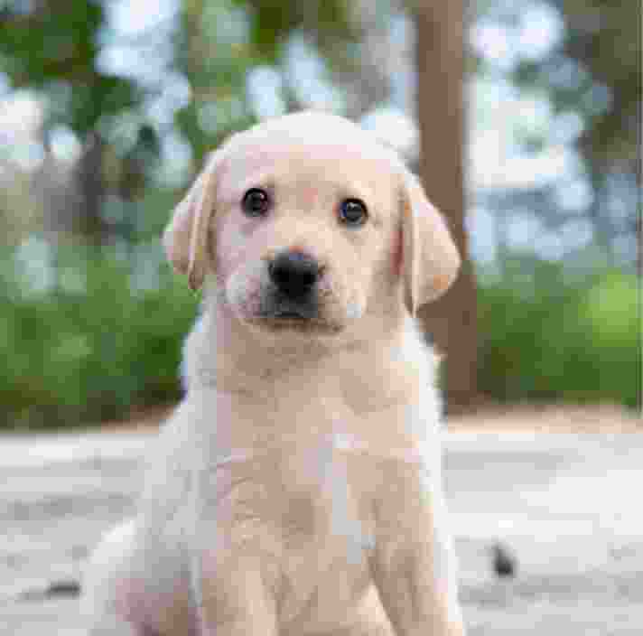 An eight week old yellow labrador puppy resting its head and paws on a person's shoulder.