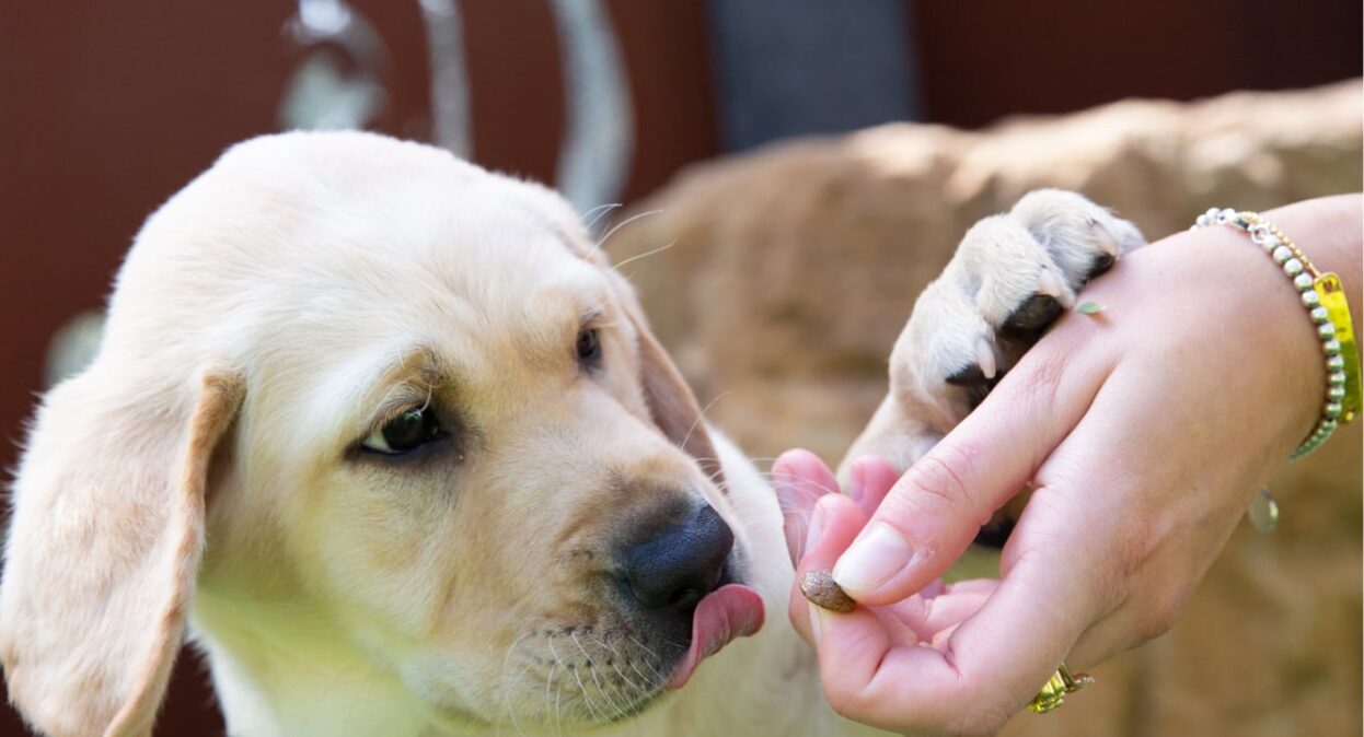 Guide dogs week store 2019