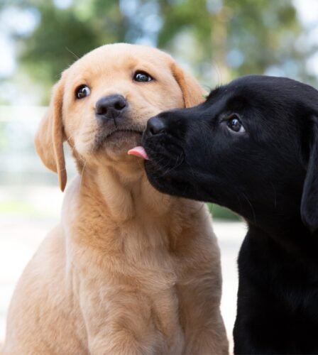 Two yellow and black Labrador puppies next to each other