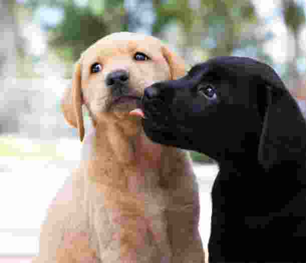 Two yellow and black Labrador puppies next to each other