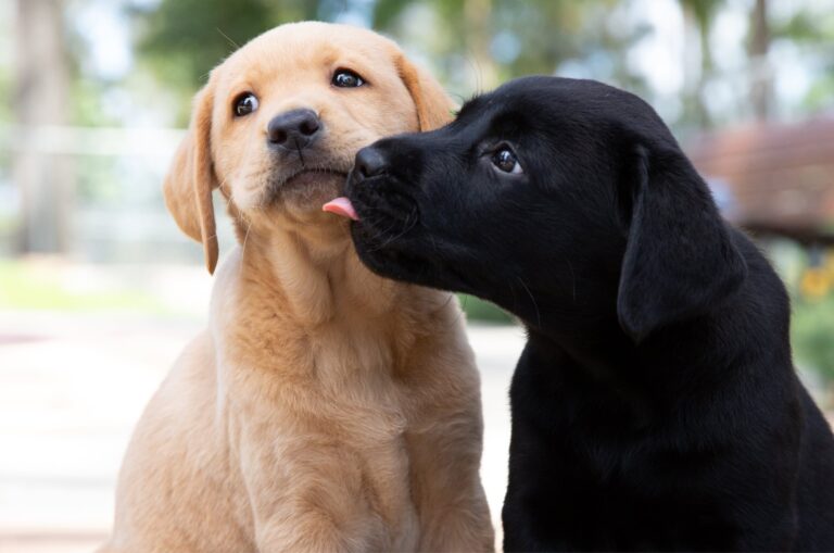 Donate to Guide Dogs