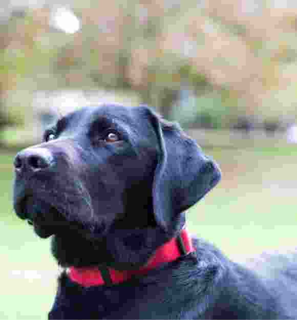 A close up image of a black labrador dogs face.