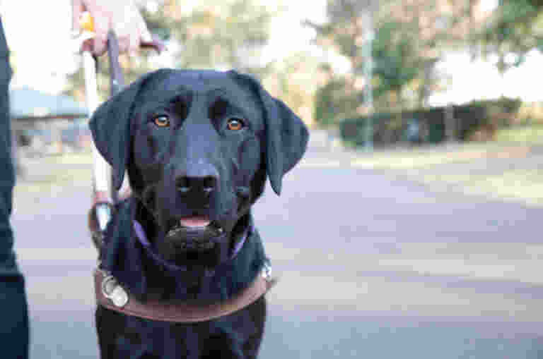 A black labrador dog is in harness staring at the camera.