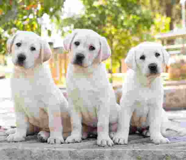 Three yellow Labrador puppies sitting next to each other