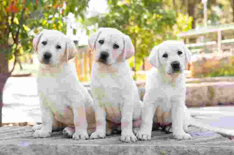 Three yellow Labrador puppies sitting next to each other