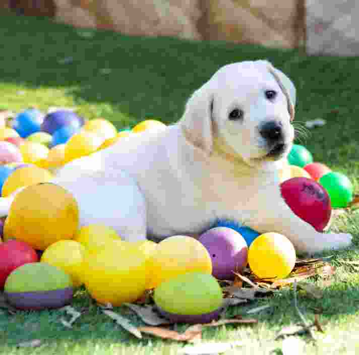 An eight week old yellow labrador puppy sitting outside on grass surrounded by multi coloured small balls.
