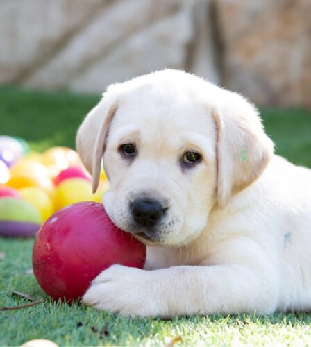 A yellow eight week old labrador puppy sitting outside on some grass with a dog toy in its mouth.
