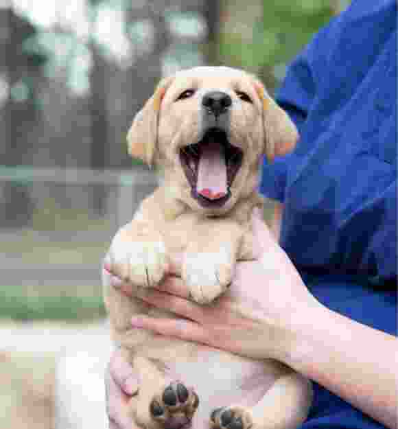 An eight week old caramel puppy being held by a person whilst outside. The puppy's mouth is wide open and looking at the camera.