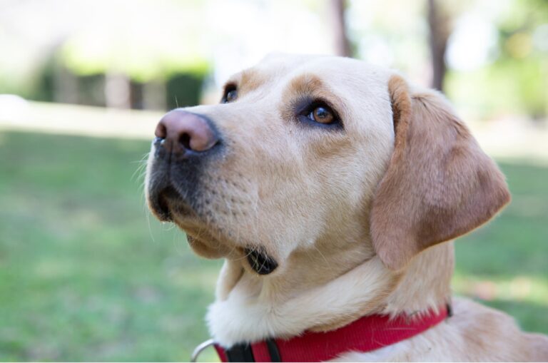 A yellow labrador dogs face. The dog has a red collar and is looking to the left of the camera,