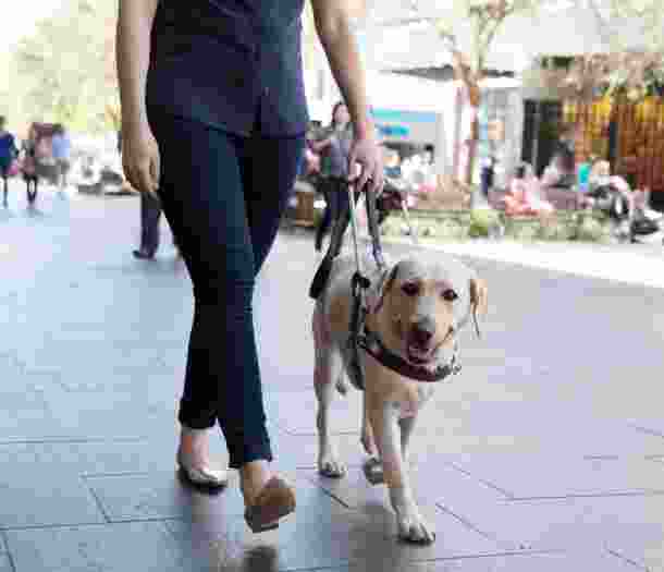 A person walking down the street with their yellow labrador Guide Dog who is in a harness.