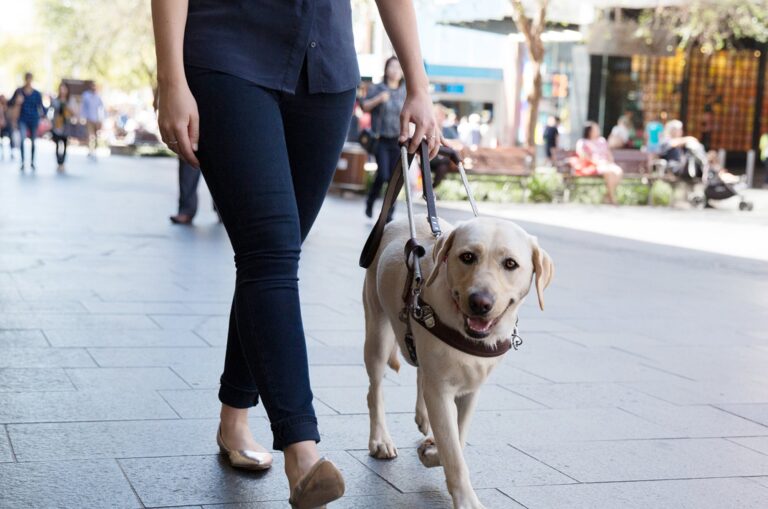 A person walking down the street with their yellow labrador Guide Dog who is in a harness.