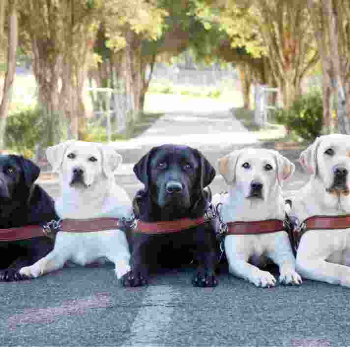 Five labrador Guide Dogs in harness, three yellow and two black, seated flat on the ground outside. They are all looking at the camera and there are trees in the background.