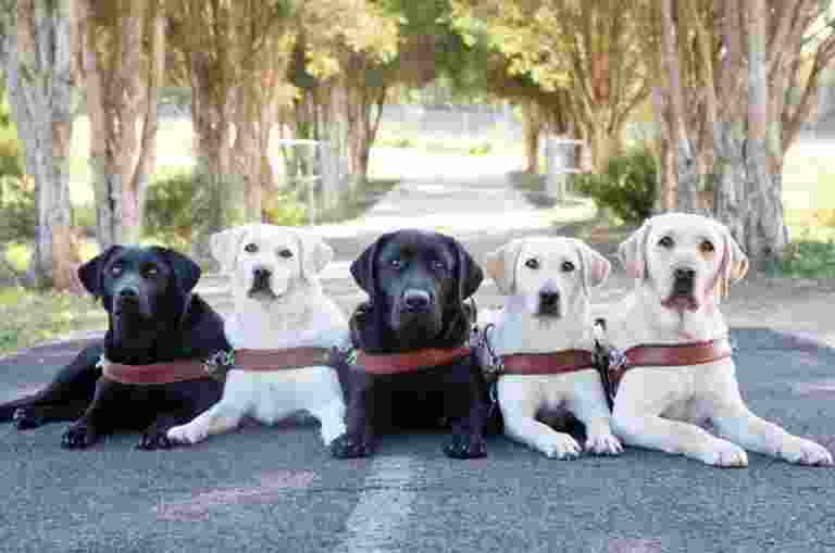 Five labrador Guide Dogs in harness, three yellow and two black, seated flat on the ground outside. They are all looking at the camera and there are trees in the background.
