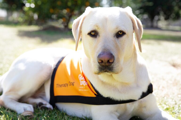 A yellow labrador Therapy Dog sitting outside. The dog is looking at the camera and is wearing an orange Therapy Dog coat.