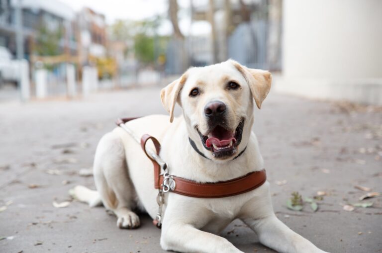 A yellow labrador dog walking outside on grass with its handler. The handler is holding the lead while the dog is looking up at the handler.