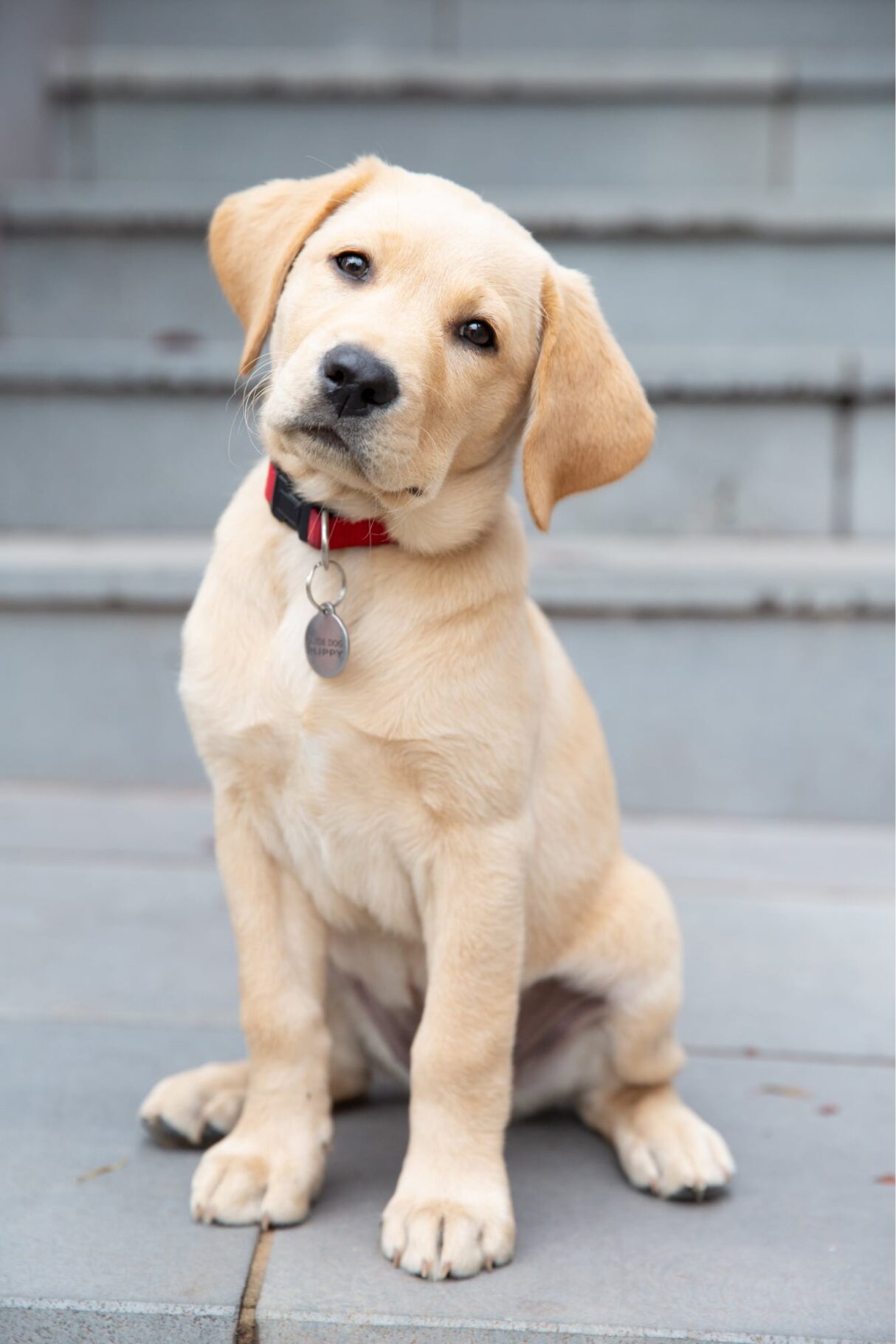 11 reasons why you should be a Puppy Raiser Guide Dogs Australia
