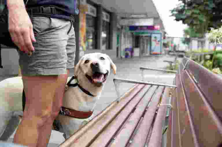 A yellow labrador Guide Dog, wearing a harness, with its handler, The dog is locating a bench and looking up at their handler.