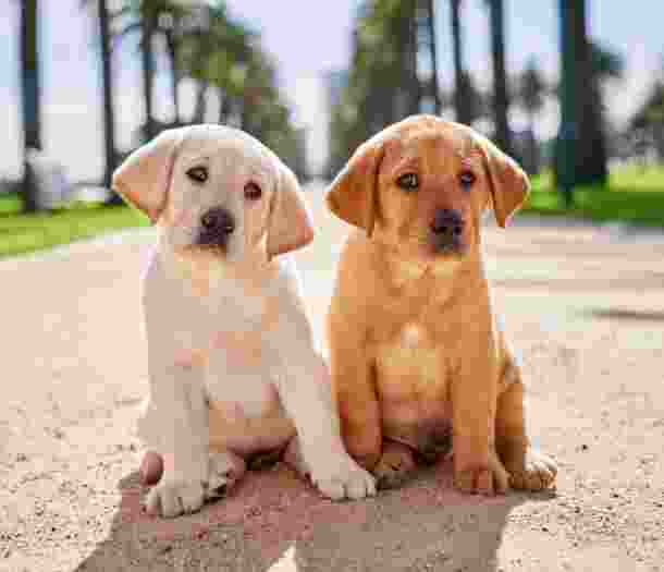 Two eight week old puppies, one yellow and one carmel, sitting outside next to each other on a path. They are both looking at the camera.
