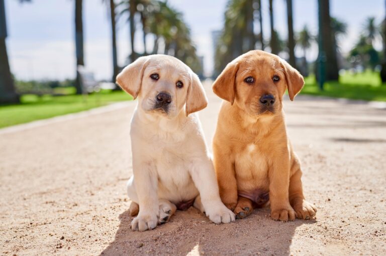 how many guide dogs are in australia