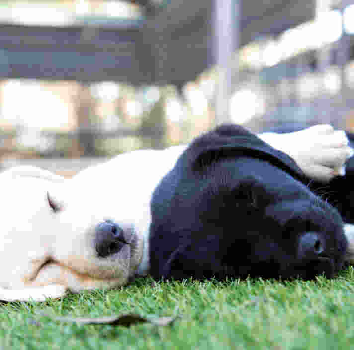 Two black and yellow Labrador puppies are laying asleep in the grass.