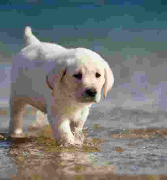 A six week old yellow labrador puppy walking through some shallow water.