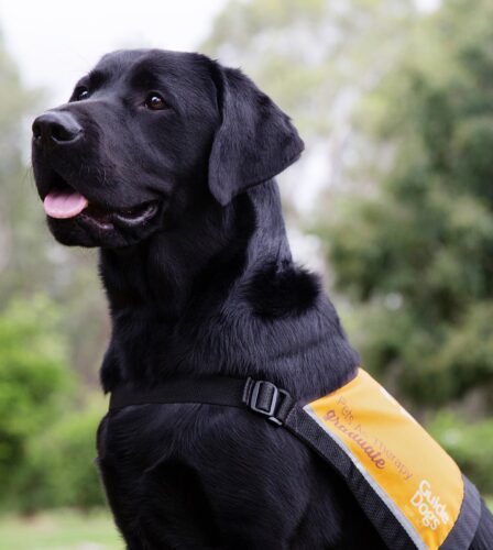 Therapy Dog Awareness Month 2022