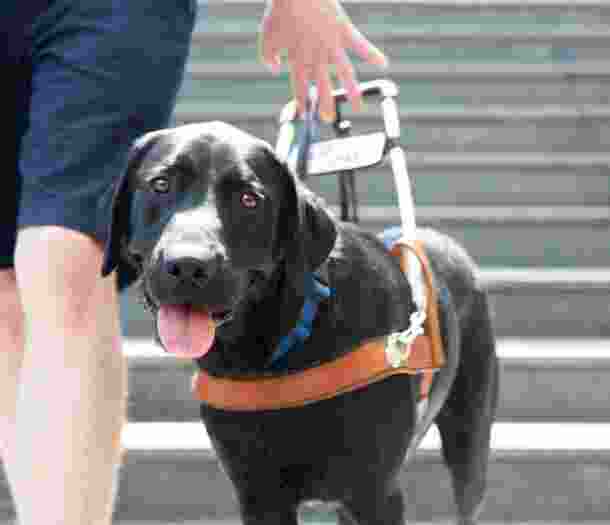 A black labrabor in a Guide Dog harness looking at the camera