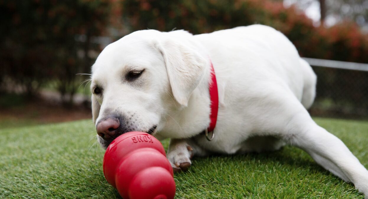 A yellow labrador smells a red KONG toy