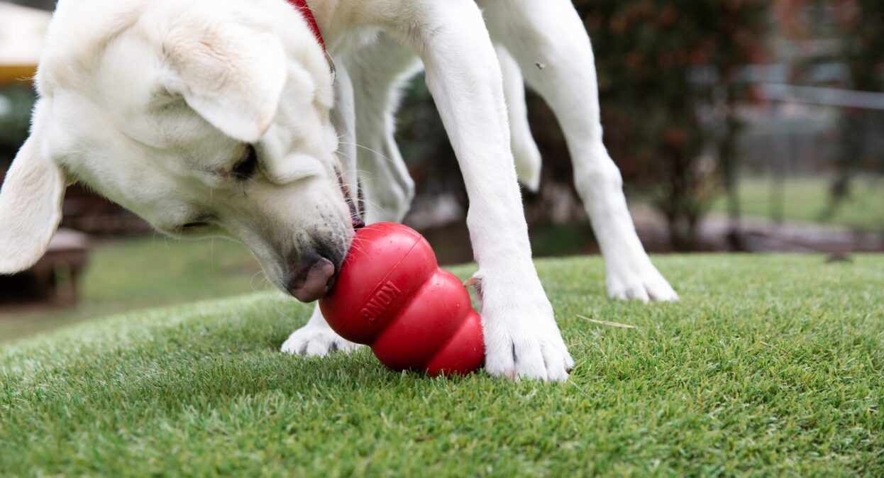 Kong labrador hotsell