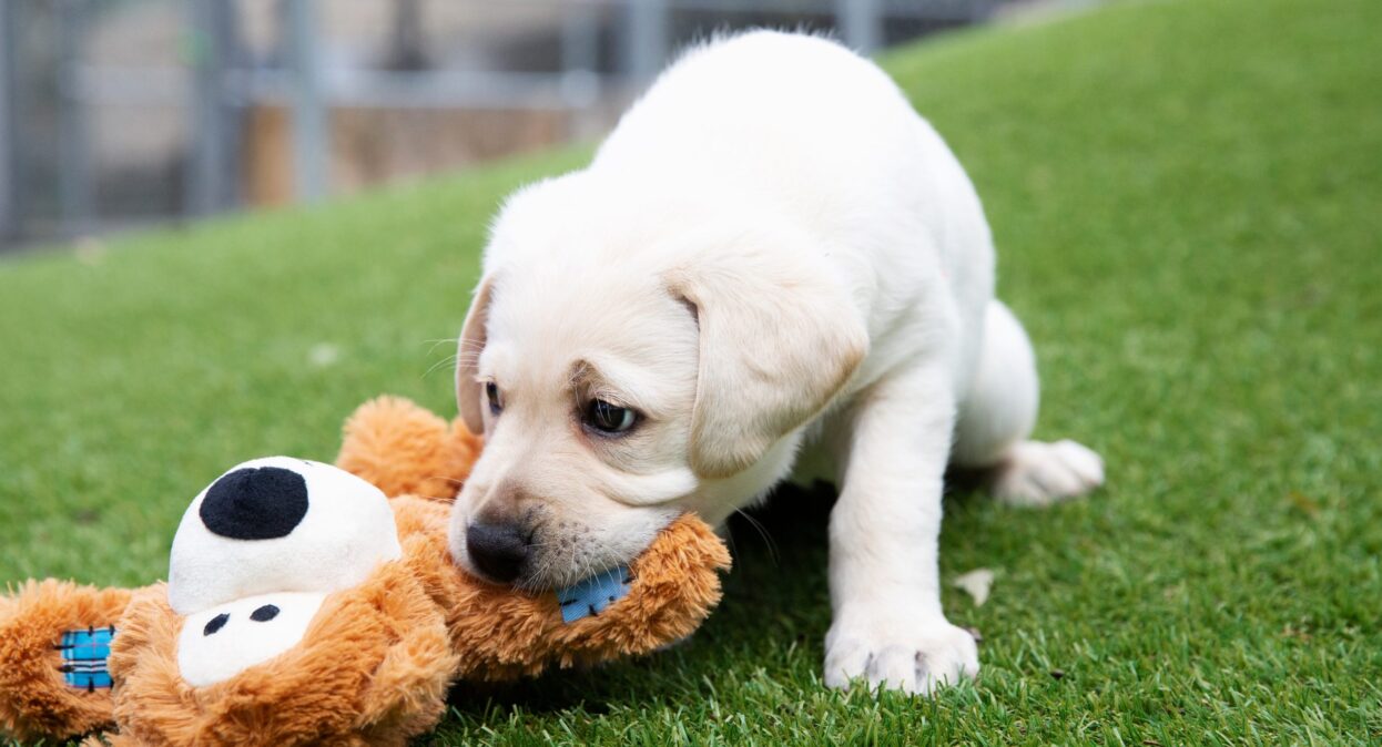 A yellow labrador puppy chews a KONG teddy bear